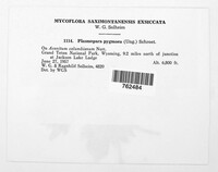 Plasmoverna pygmaea image